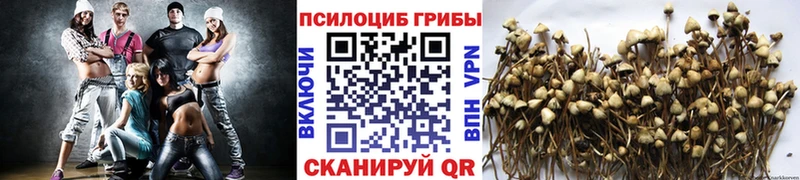 сколько стоит  Красково  Псилоцибиновые грибы Psilocybe 